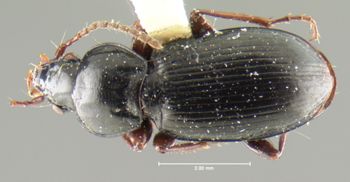 Media type: image;   Entomology 31305 Aspect: habitus dorsal view